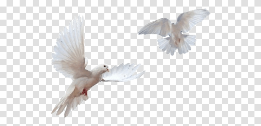 Library Of Aesthetic Vector Stock Bird Files Doves Flying Background, Pigeon, Animal Transparent Png