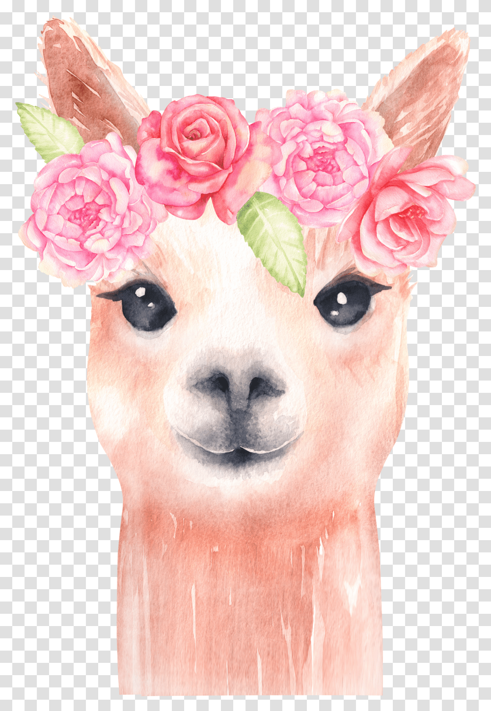 Library Of Alpaca Llama Clip Art Freeuse Download Files Llama Watercolor Clipart Transparent Png