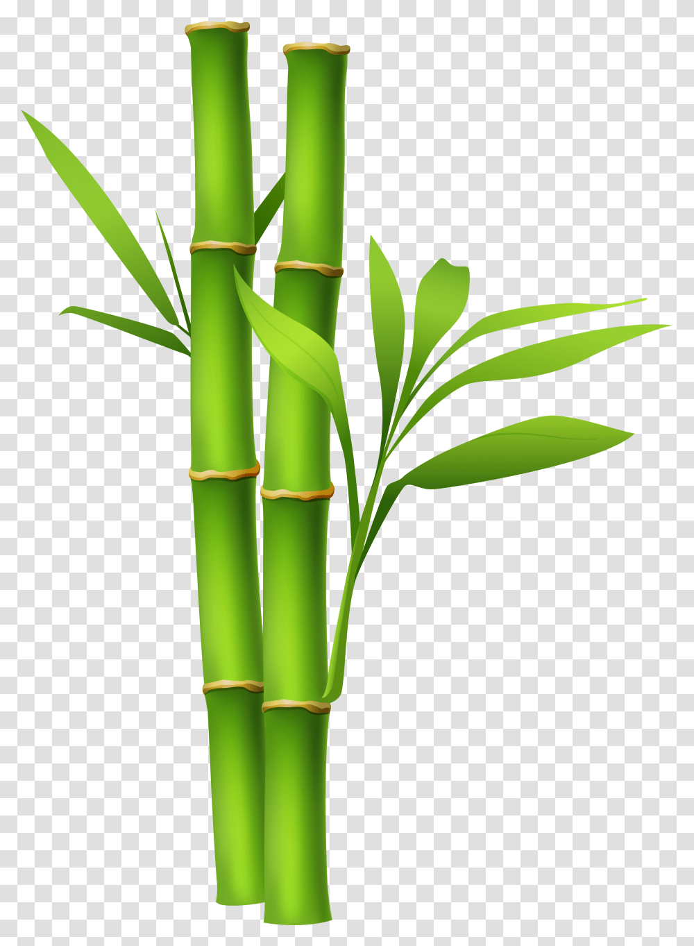 Library Of Bamboo Tree Image Bamboo, Plant Transparent Png