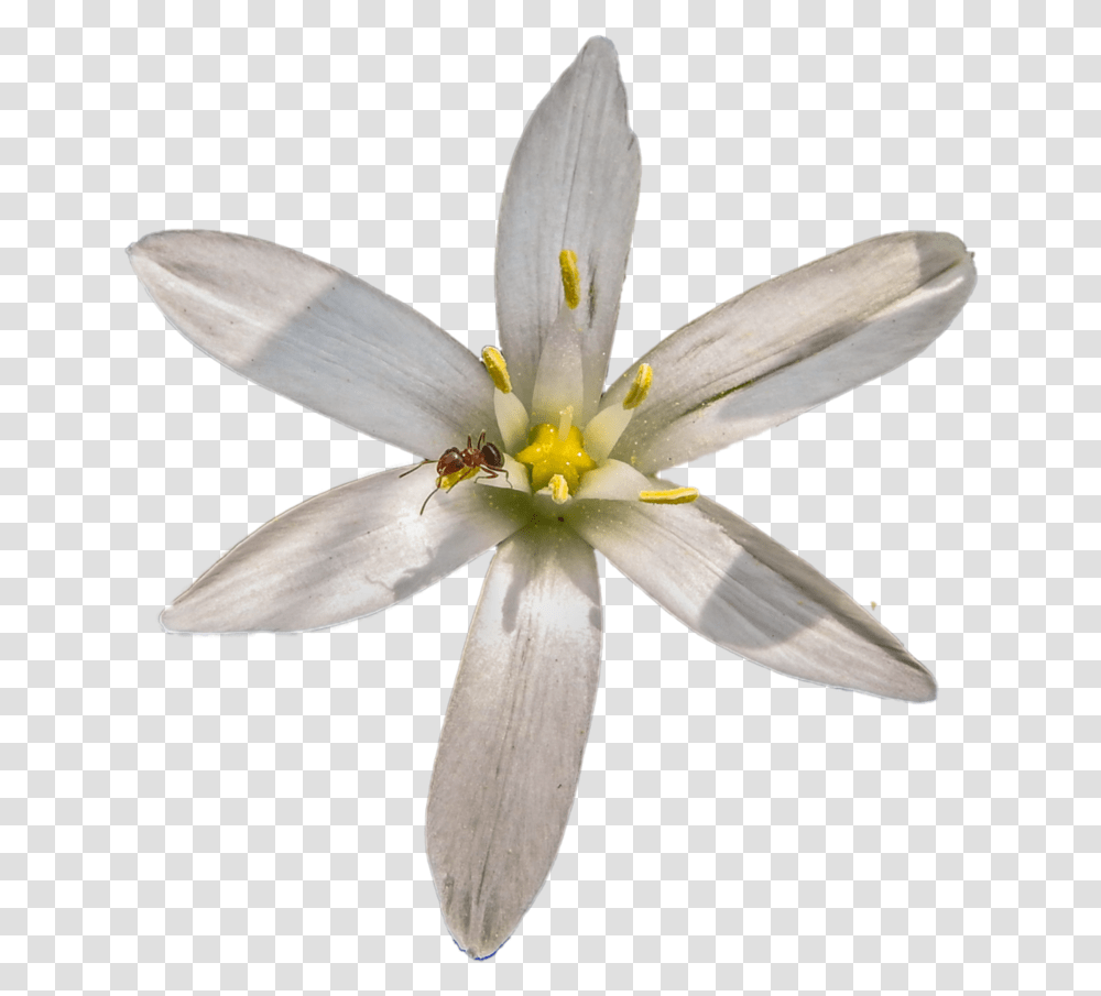 Library Of Black And White Star Bethlehem Flower Star Of Bethlehem, Plant, Blossom, Lily, Bird Transparent Png