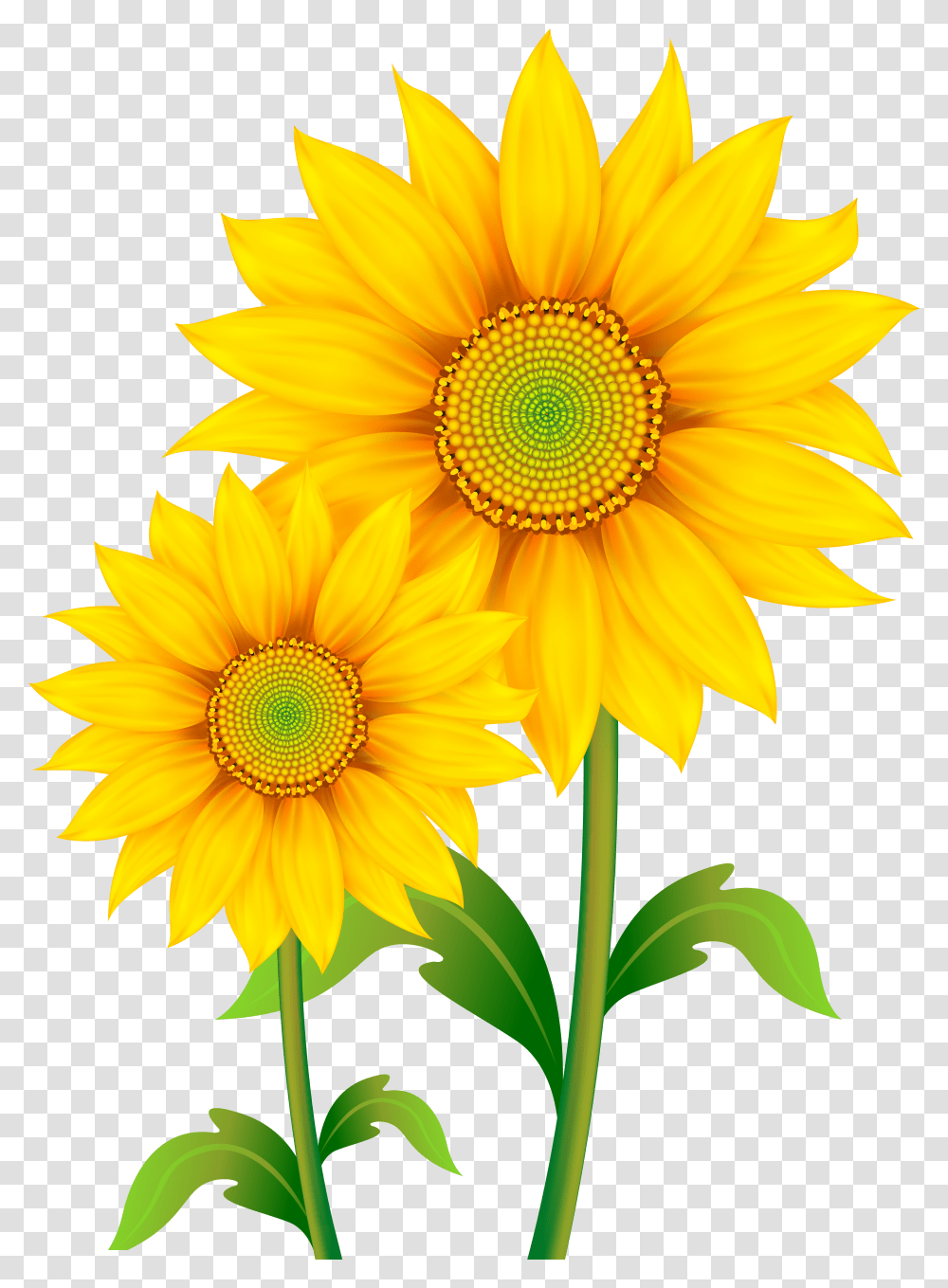 Library Of Black And White Sun With Clear Sunflowers Clipart Transparent Png