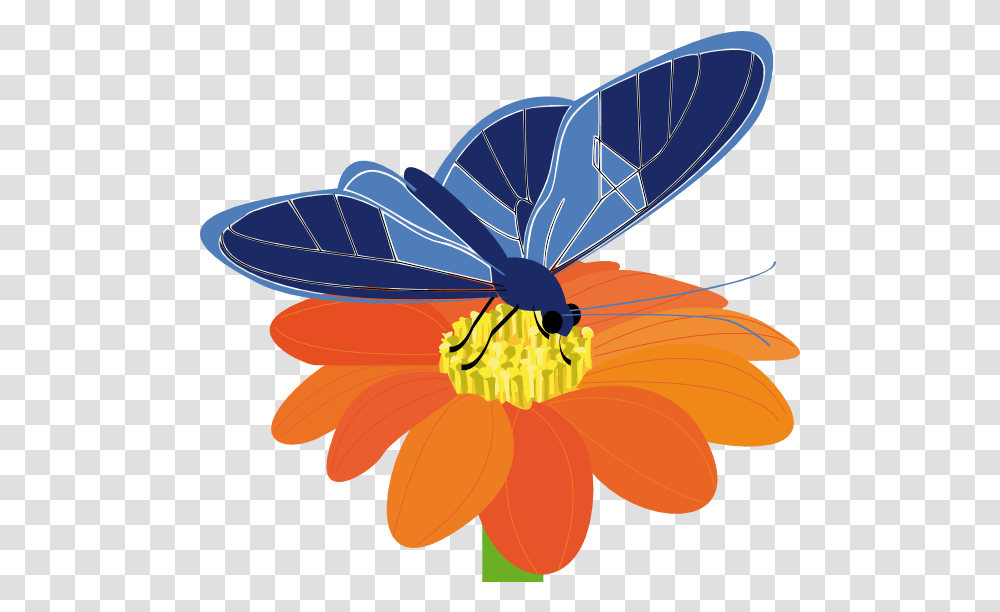Library Of Butterfly Butterfly On A Flower Clip Art, Plant, Anther, Blossom, Insect Transparent Png