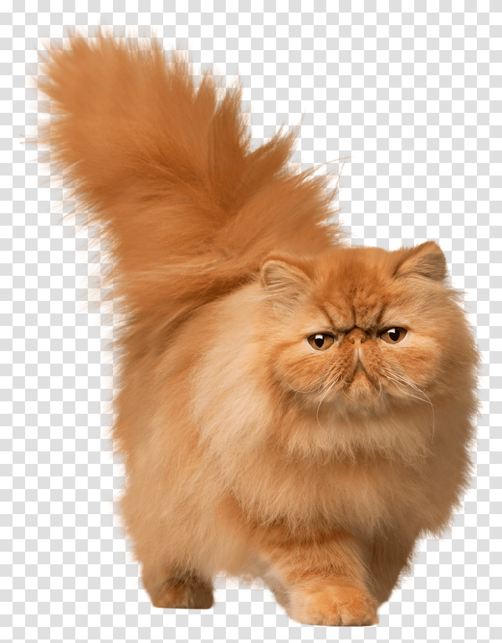 Library Of Clipart Stock Cat Files Art 2019 Short Hair Persian Cat Transparent Png