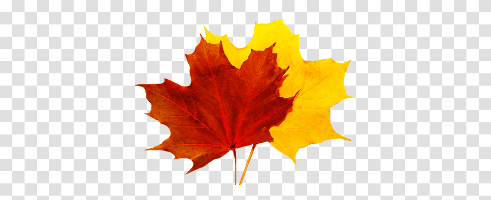 Library Of Colorful Fall Leaves Clip Fall Leaf Background, Plant, Tree, Maple, Maple Leaf Transparent Png