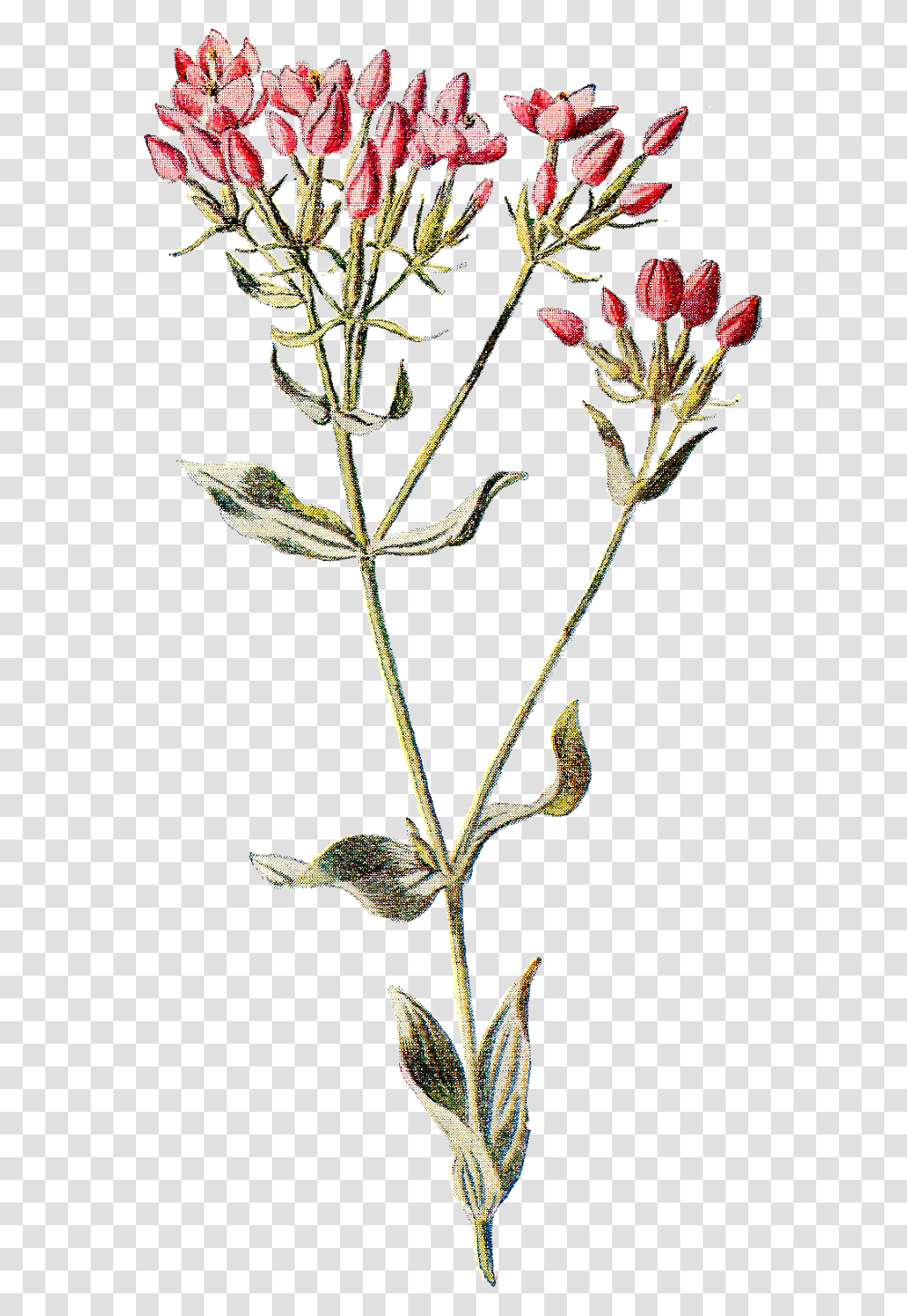 Library Of Dainty Flower Jpg Botanical Wild Flower Illustration, Plant, Bush, Vegetation, Outdoors Transparent Png