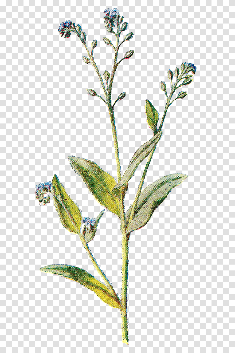 Library Of Dainty Flower Jpg Wildflower, Plant, Acanthaceae, Leaf, Tree Transparent Png