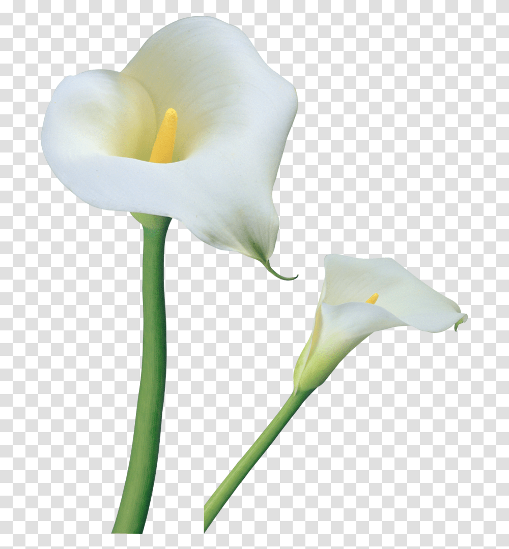 Library Of Easter Lily Cross Clip Calla Lily Flower, Plant, Blossom, Bird, Animal Transparent Png