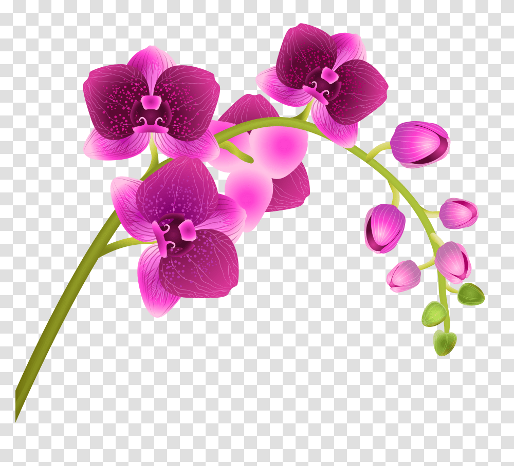 Library Of Flower Background Jpg Freeuse Background Orchid Clip Art Transparent Png