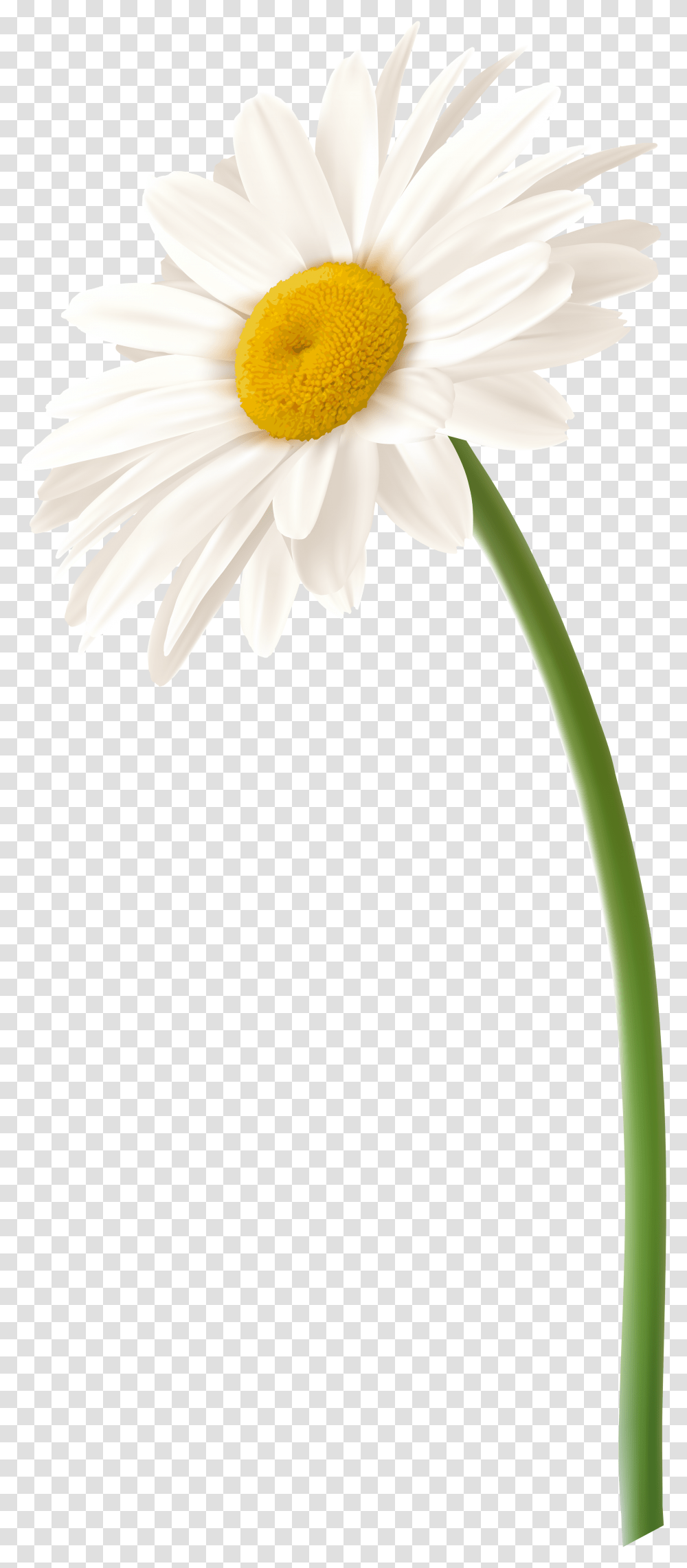 Library Of Flower Daisy Clip Free Files White Gerbera Daisy, Plant, Blossom, Daisies, Animal Transparent Png