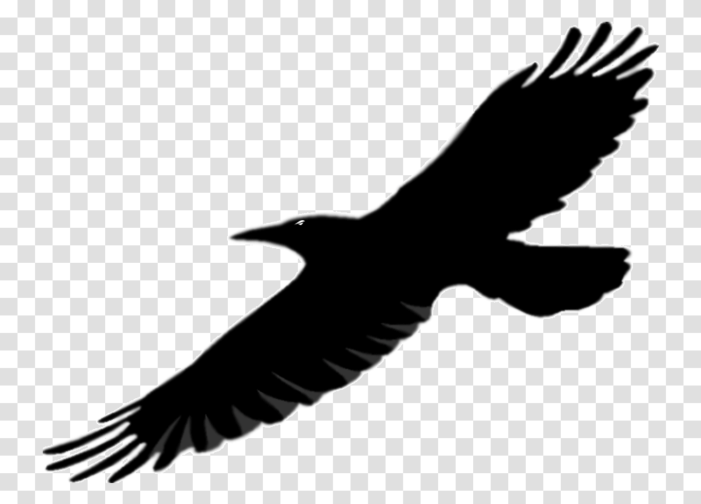 Library Of Flying Raven Picture Royalty Free Download Bird Wings, Animal, Silhouette, Vulture, Eagle Transparent Png