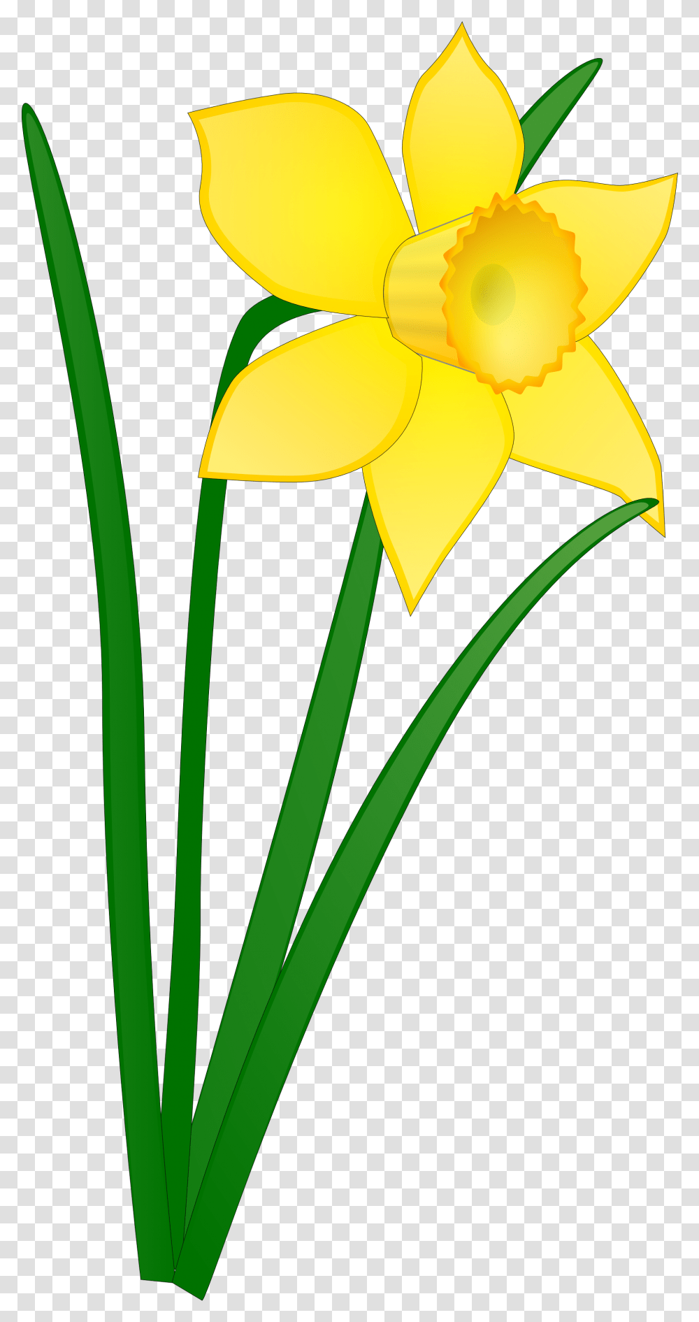Library Of Free Flower Image Black And Yellow Background, Plant, Blossom, Daffodil Transparent Png
