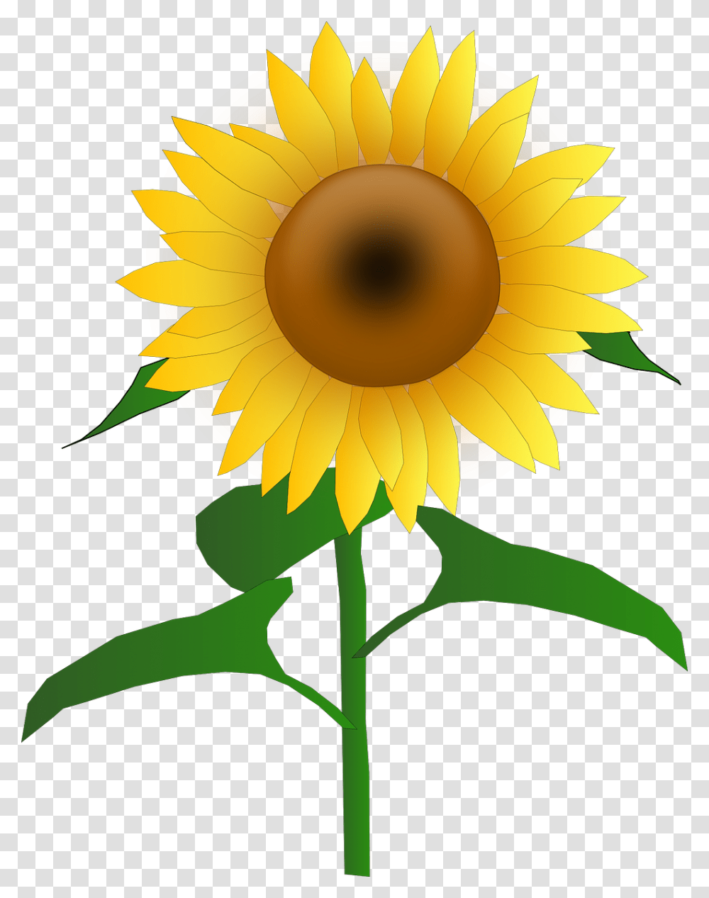 Library Of Free Sunflower Picture Images Sun Flower Clipart, Plant, Blossom Transparent Png