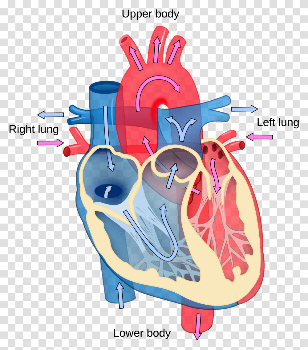 Library Of Human Heart Picture Blood 3d Heart Clay Model, Dynamite, Bomb, Weapon, Weaponry Transparent Png