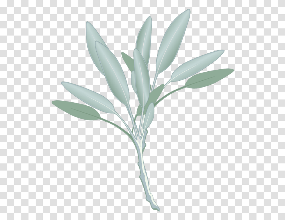 Library Of Mangrove Tree Clipart Freeuse Stock Files Sage Clipart, Plant, Flower, Blossom, Bird Transparent Png