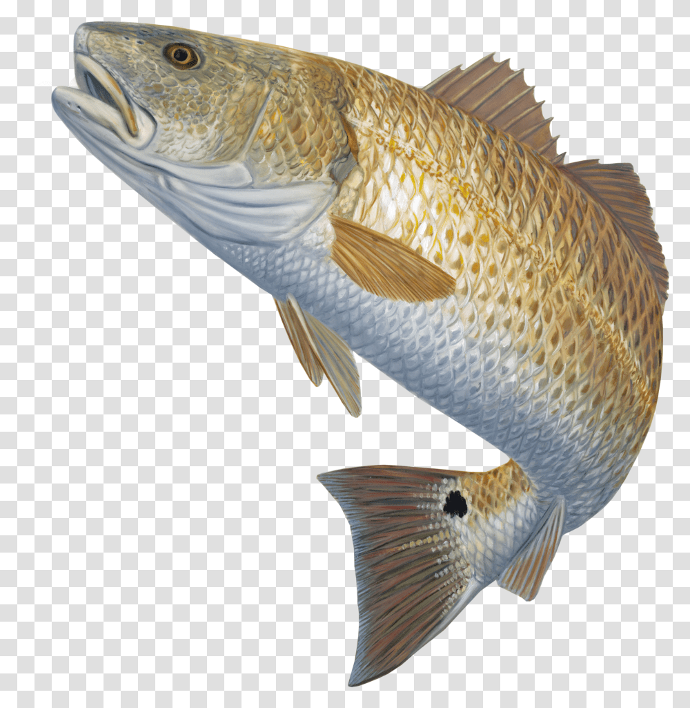 Library Of Mullet Fish Red Fish Jumping Out Of Water, Animal, Bird, Perch, Carp Transparent Png