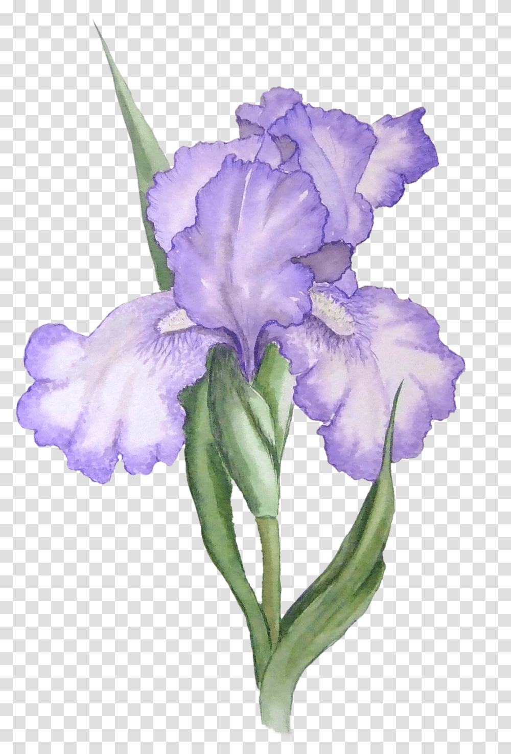 Library Of Painted Flower Black And Iris Flower, Plant, Blossom, Geranium, Rose Transparent Png
