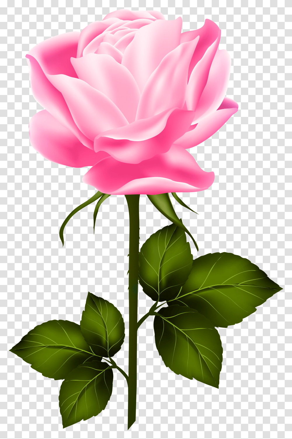 Library Of Pink Flower With Stem Banner Royalty Free Stock Pink Rose With Stem Transparent Png