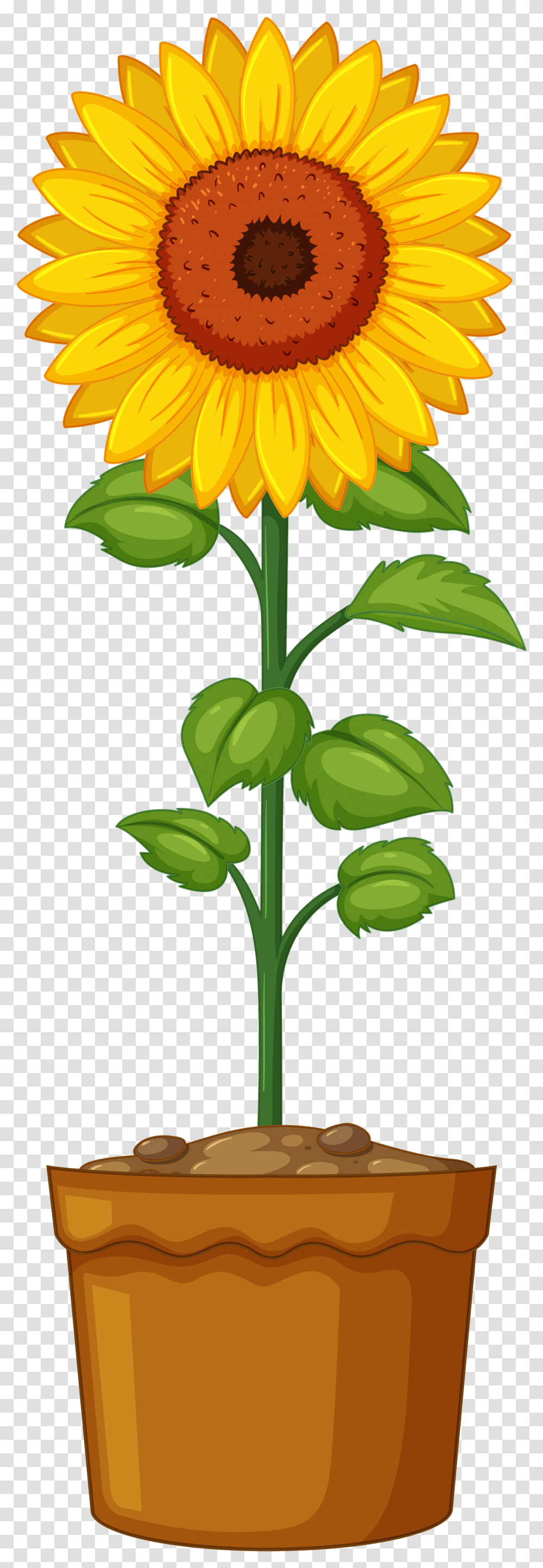 Library Of Planting Flower Picture Royalty Free Stock Sunflower Plant Clip Art, Leaf, Green, Tree, Blossom Transparent Png