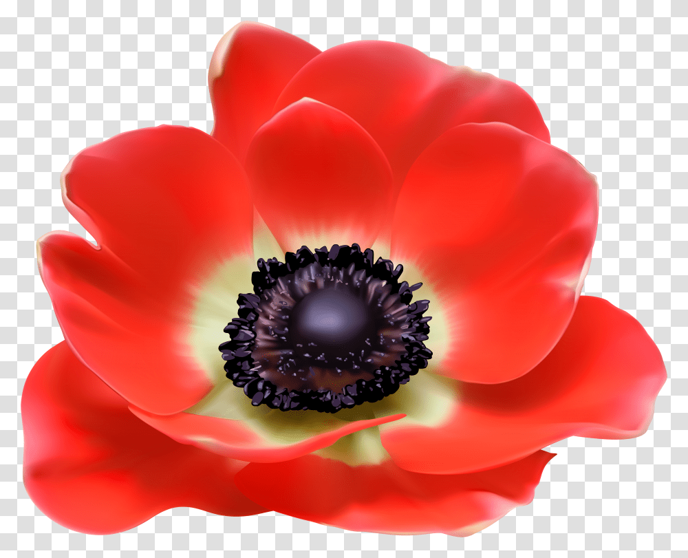 Library Of Poppy Flower Graphic Free Stock Files Poppy Flower Transparent Png