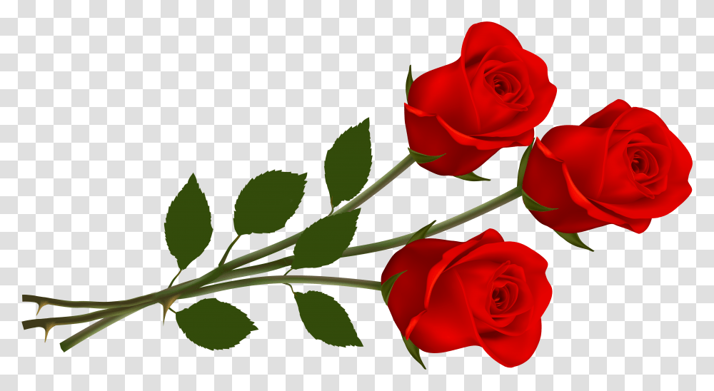 Library Of Red Rose Flowers Clipart Valentines Day Roses Clipart, Plant, Blossom, Petal, Leaf Transparent Png