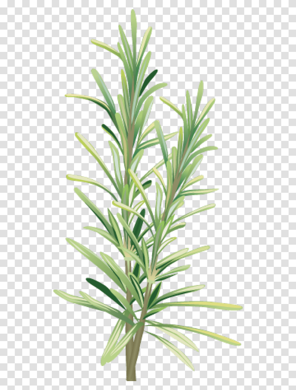 Library Of Rosemary Flower Picture Rosemary, Plant, Tree, Blossom, Leaf Transparent Png