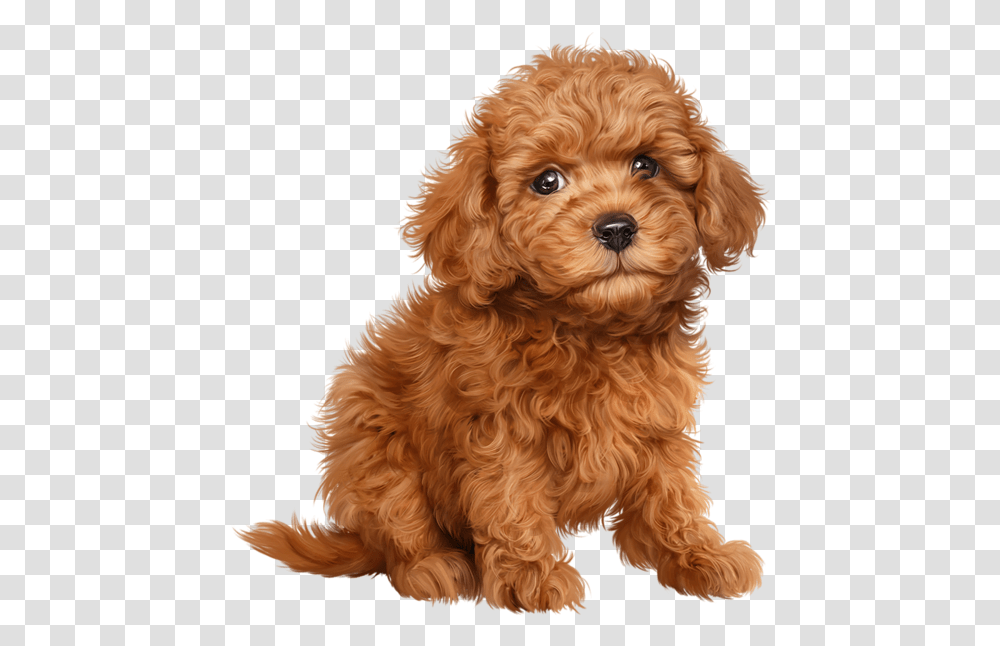 Library Of Smalls Animals Clipart Download Poodle Toy, Dog, Pet, Canine, Mammal Transparent Png