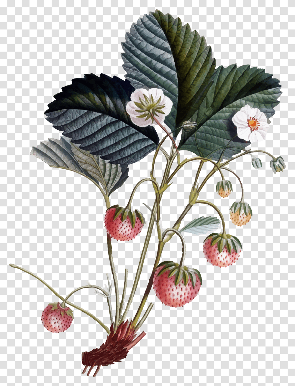 Library Of Strawberry Flower Picture Freeuse Botanical Drawings, Plant, Leaf, Potted Plant, Vase Transparent Png