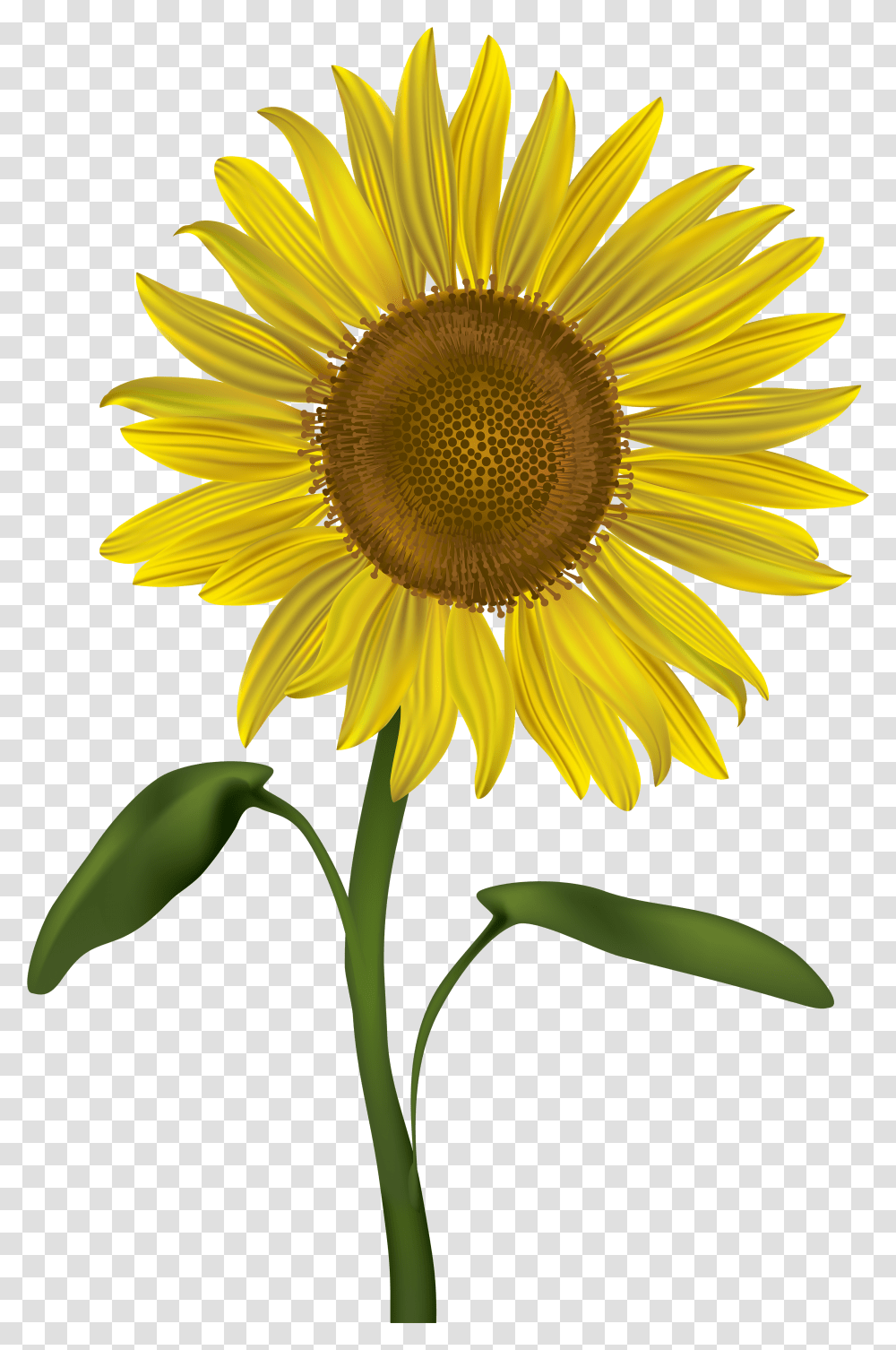 Library Of Svg Files Background Sunflower Transparent Png