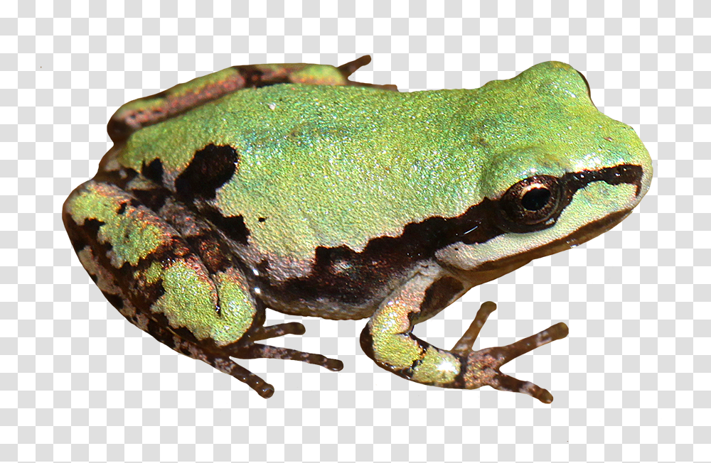 Library Of Tree Frog From Above Image Realistic Frog Clip Art, Lizard, Reptile, Animal, Amphibian Transparent Png