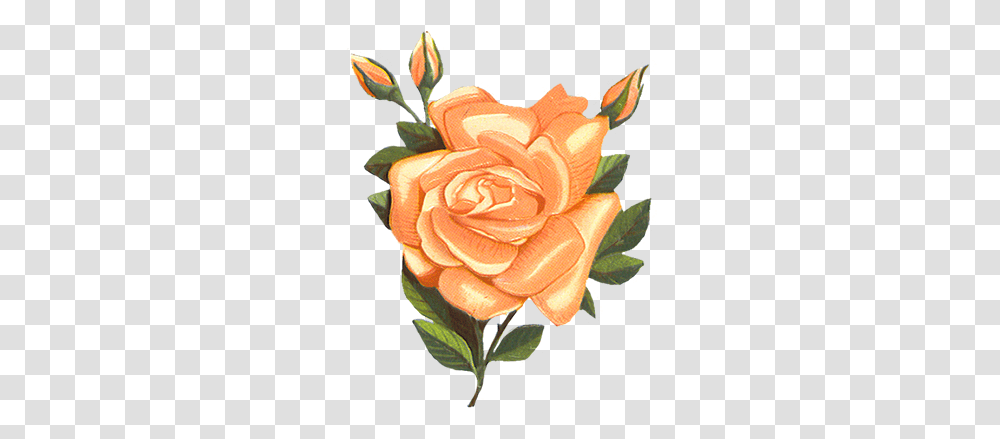 Library Of Vintage Flower Banner Orange Vintage Flower Clip Art, Rose, Plant, Blossom, Graphics Transparent Png