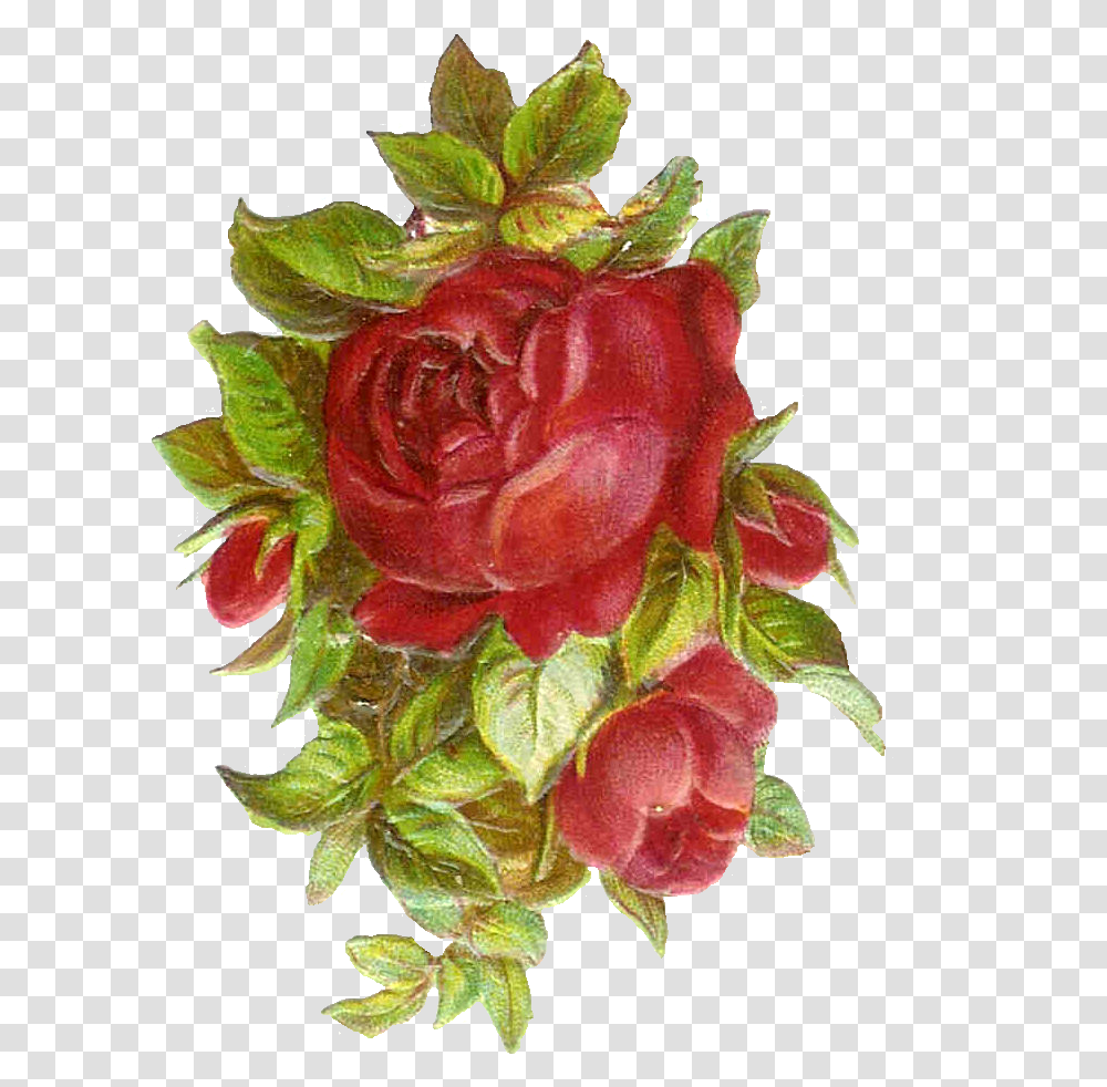 Library Of Vintage Flower Banner Rosa Antigua, Rose, Plant, Blossom, Pattern Transparent Png