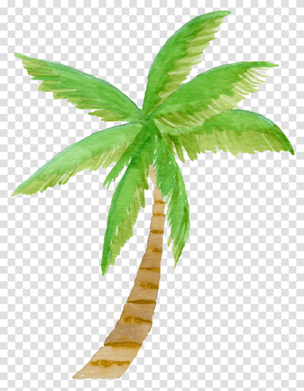 Library Of Watercolor Palm Tree Clip Download Files Watercolor Palm Tree Clipart, Plant, Leaf, Hemp, Weed Transparent Png