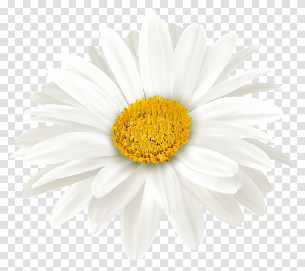 Library Of White Daisy Flower Banner Files Transparent Png