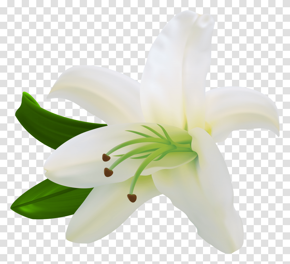 Library Of White Lily Flower Clipart Free Stock Files White Lily Flower, Plant, Blossom, Pollen Transparent Png