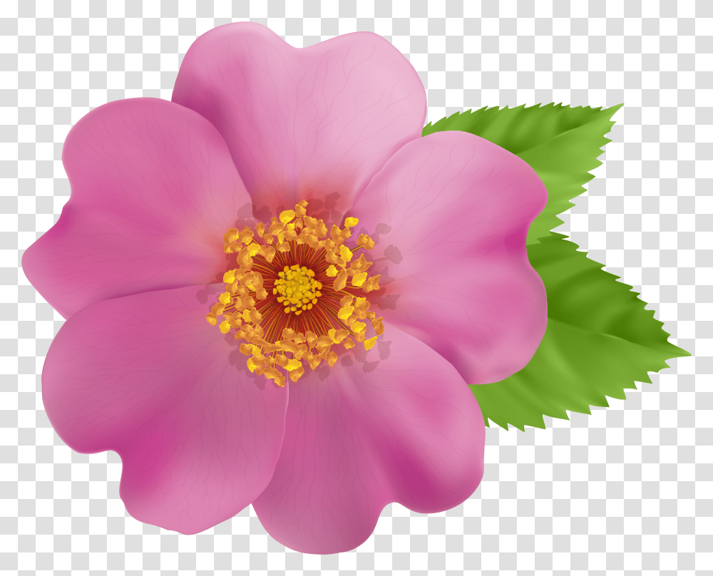 Library Of Wild Rose Picture Stock Border Wild Rose Clipart Transparent Png