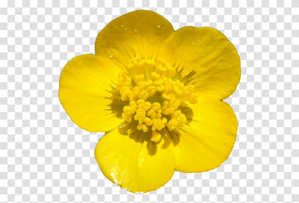 Library Of Yellow Buttercups Free Banner Freeuse Buttercup Flower Background, Pollen, Plant, Blossom, Petal Transparent Png