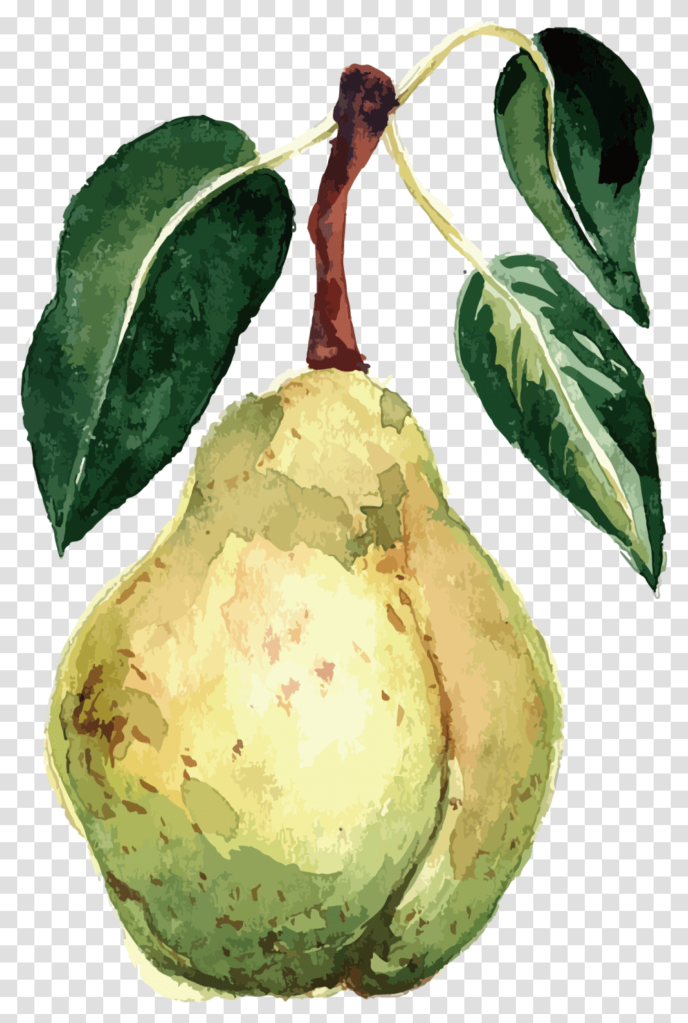 Library Pear Vector, Plant, Fruit, Food, Pineapple Transparent Png