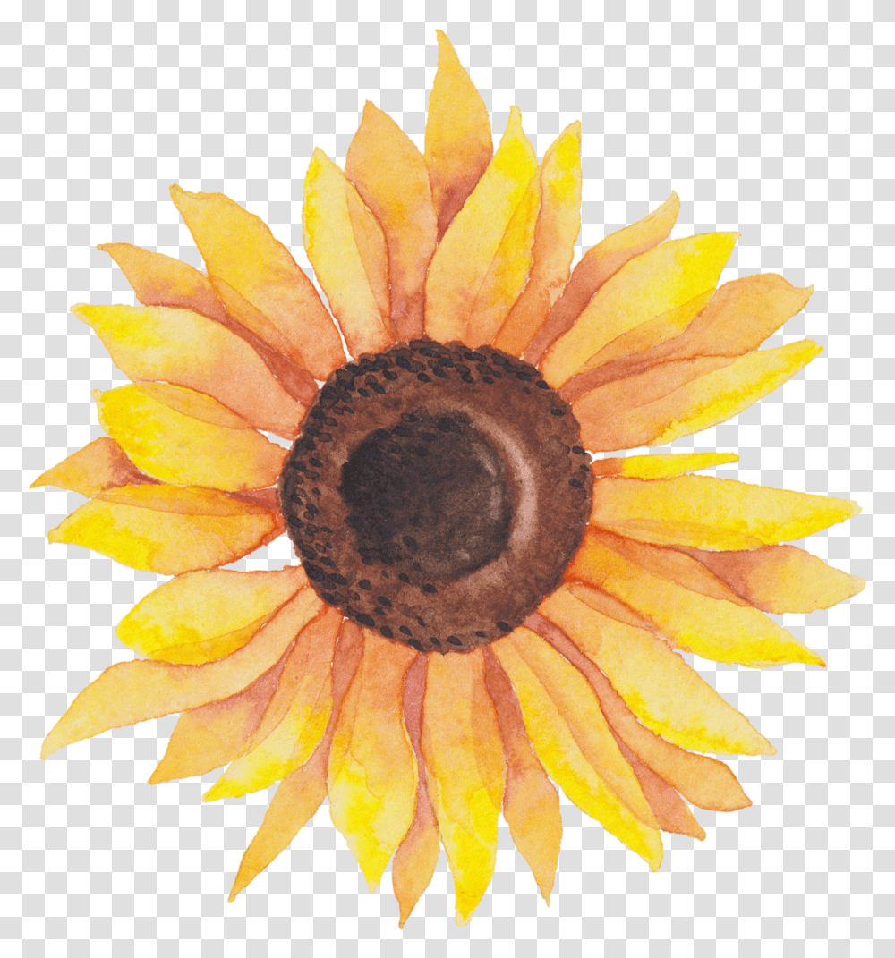 Library Self Portraits Catherine Holmes Background Sunflower Clipart, Plant, Blossom, Daisy, Daisies Transparent Png