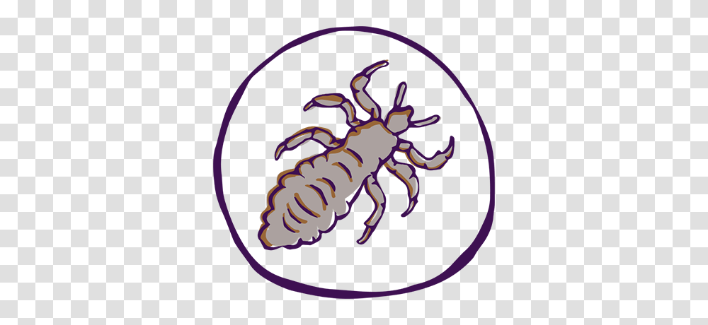 Lice Info Fairy Tales Hair Care, Animal, Seafood, Sea Life, Crawdad Transparent Png