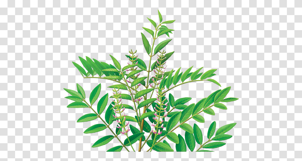 Licorice Root Tea, Plant, Acanthaceae, Flower, Blossom Transparent Png