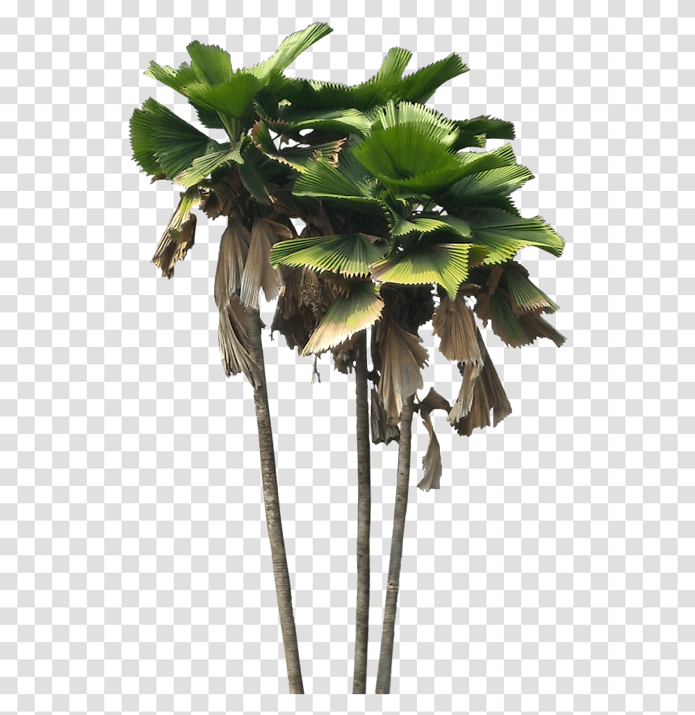Licuala Grandis, Tree, Plant, Palm Tree, Arecaceae Transparent Png