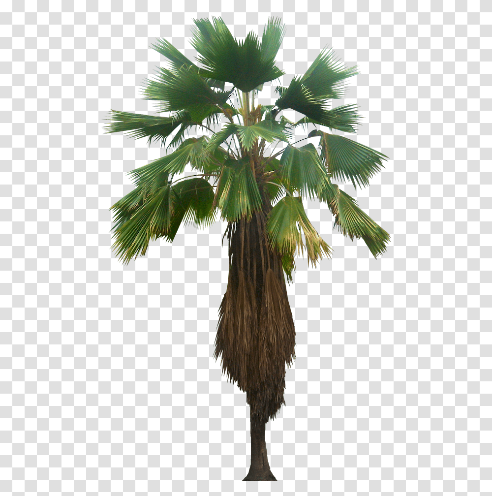Licuala Palm, Tree, Plant, Palm Tree, Arecaceae Transparent Png