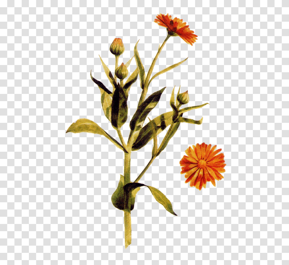 Lieiv Rastliny, Plant, Flower, Blossom, Anther Transparent Png