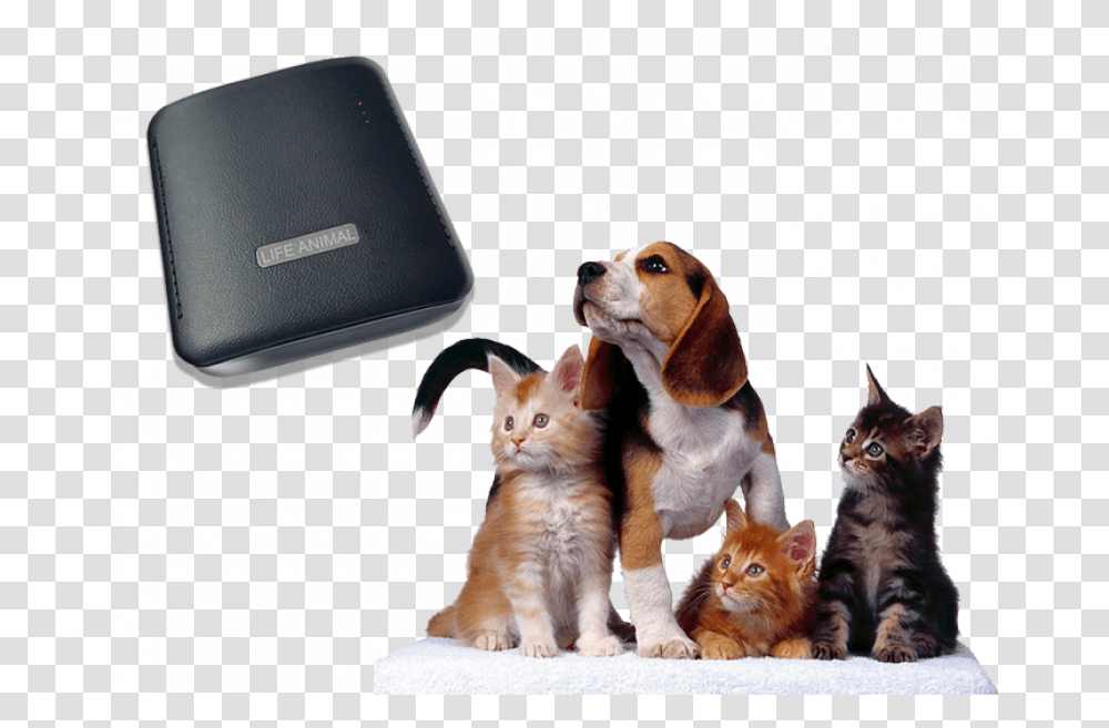 Life Animal Portable Device Webwellness Brt For Cats Perro Y Gatos Amigos, Pet, Mammal, Dog, Canine Transparent Png