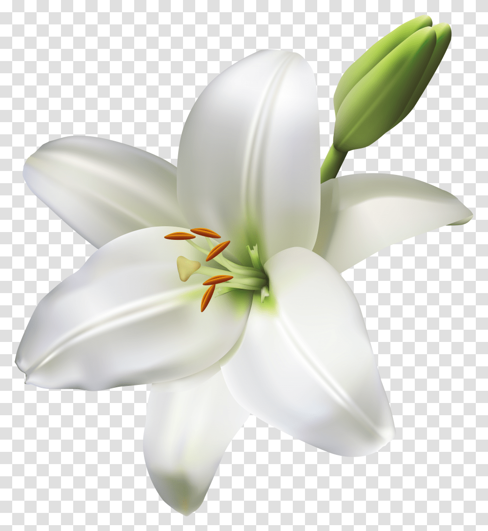 Life Clipart White Flower Transparent Png