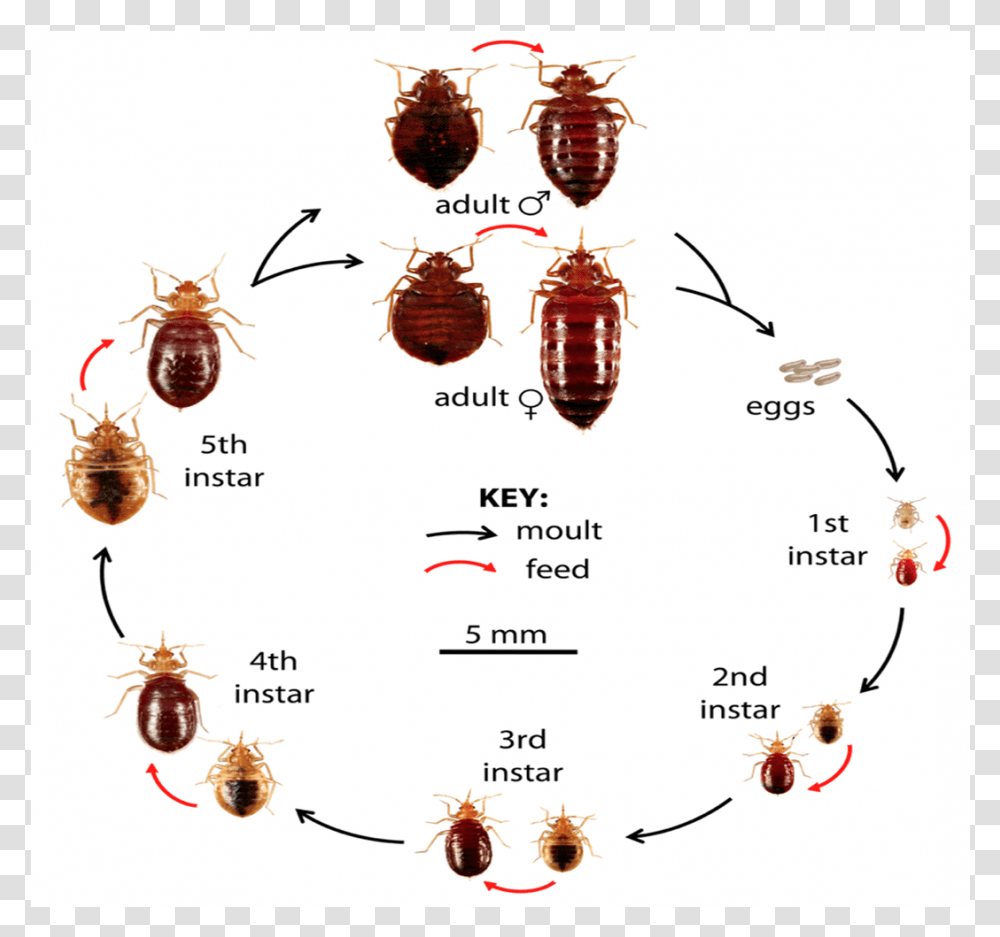 Life Cycle Amp Feeding Image Pest Control Chennai, Insect, Invertebrate, Animal, Cockroach Transparent Png