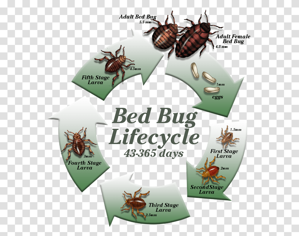 Life Cycle Of A Cockroach Clipart, Recycling Symbol, Insect Transparent Png