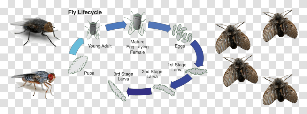 Life Cycle Of A Fly Download Carrion Fly Life Cycle, Bird, Animal, Honey Bee, Insect Transparent Png