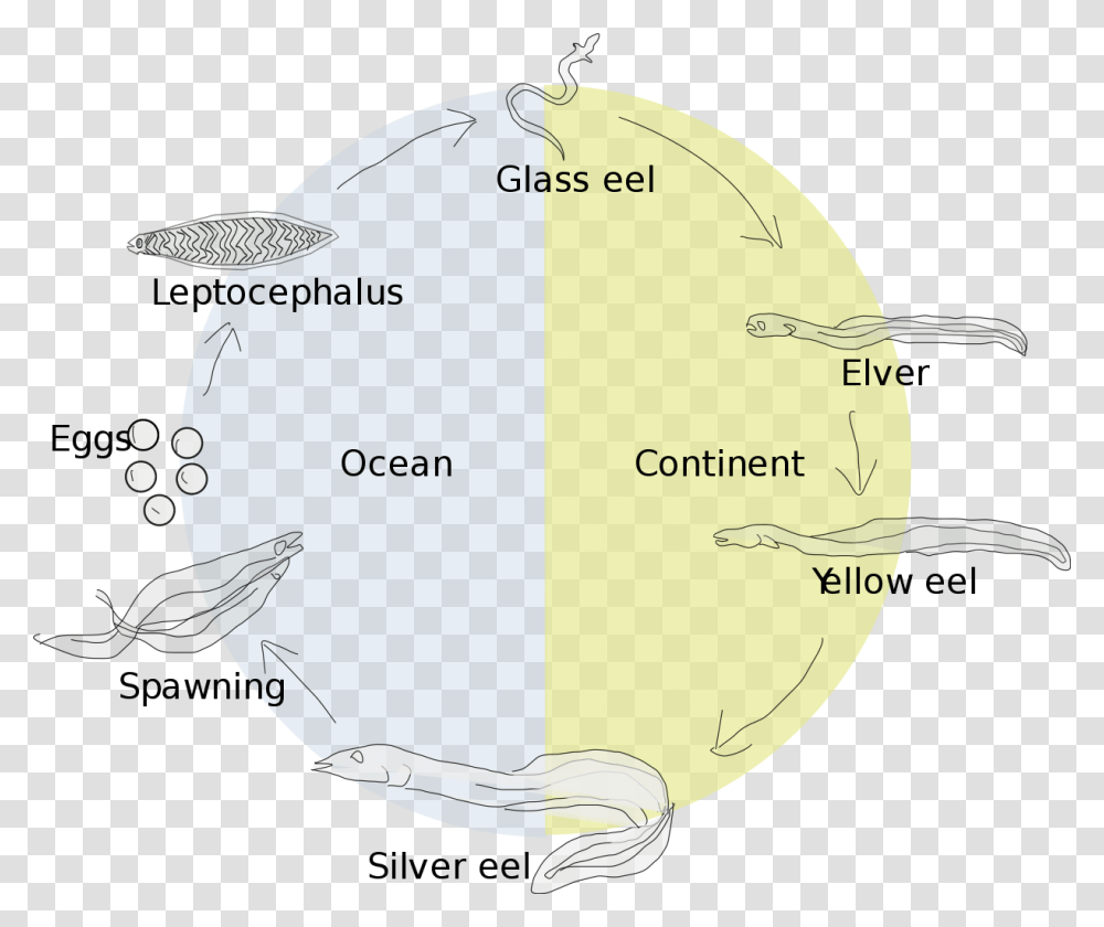 Life Cycle Of A Gulper Eel, Sphere, Astronomy, Outer Space, Universe Transparent Png