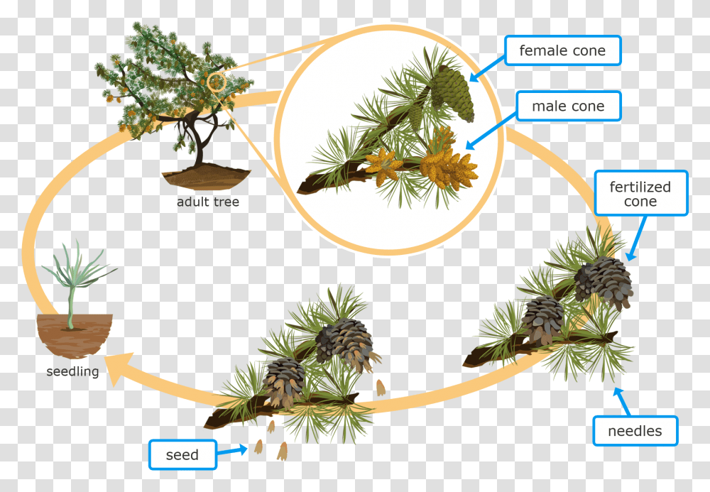 Life Cycle Of Conifer Plant, Tree, Larch, Fir, Pine Transparent Png